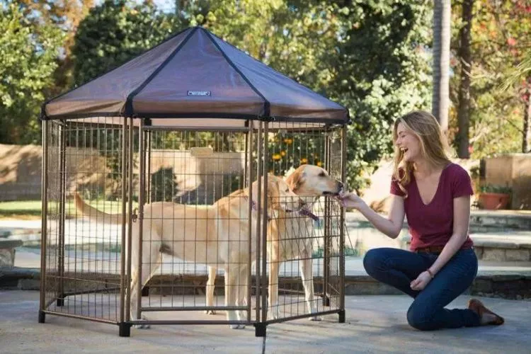 Key Notes and Pro Tips for Using Pet Gazebos